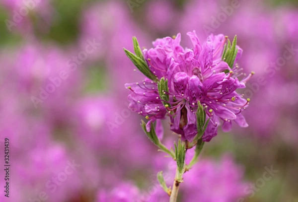Obraz rhododendron