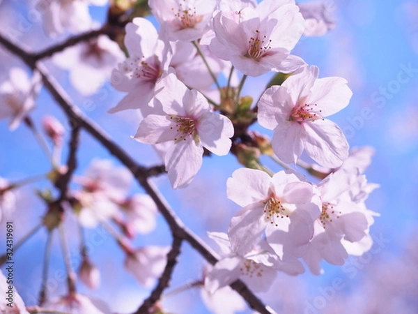 Obraz 満開の桜　千鳥ヶ淵