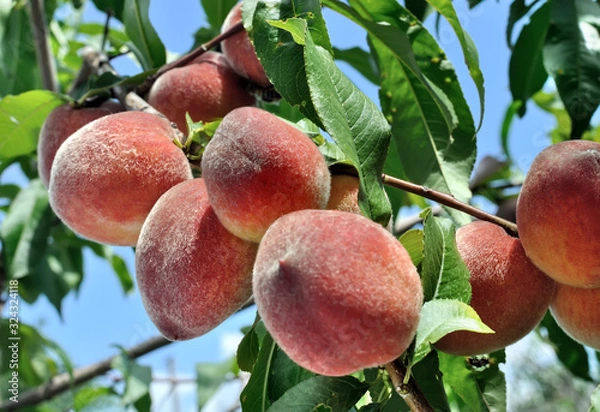 Fototapeta closeup of growing peaches on a tree in the orchard