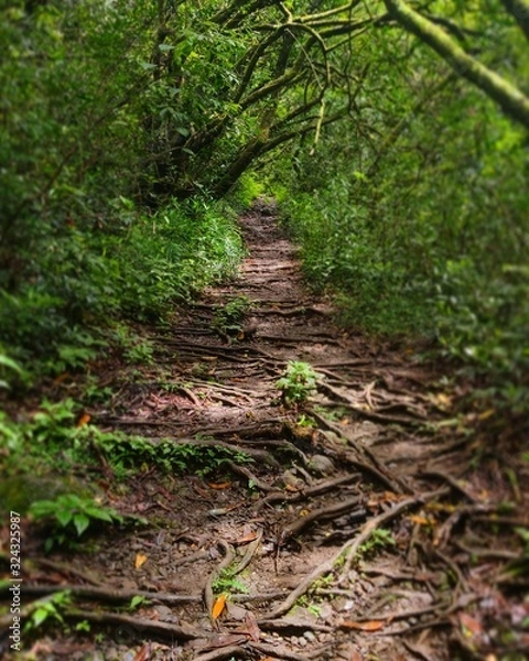 Obraz chemin de lumière 