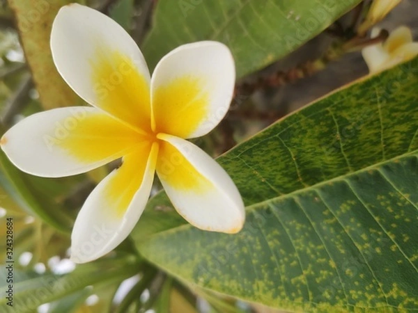 Obraz fleur de frangipanier 