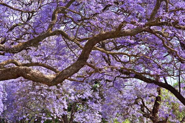 Obraz drzewa jacaranda