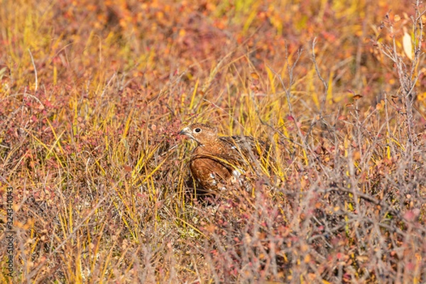 Fototapeta Willow Ptarmigan in Fall Plummage in Alaska