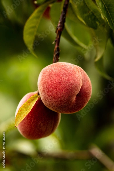Fototapeta Ripe Peach 
