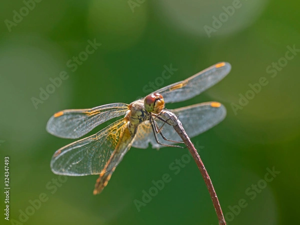 Fototapeta The four-spotted chaser (Libellula quadrimaculata), known in North America as the four-spotted skimmer, is a dragonfly of the family Libellulidae.