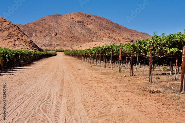 Obraz vineyard in desert