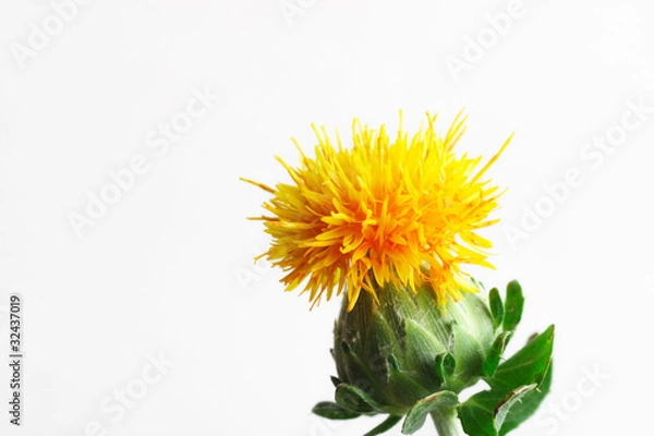 Fototapeta ベニバナ