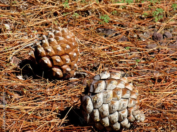 Obraz Pine cones