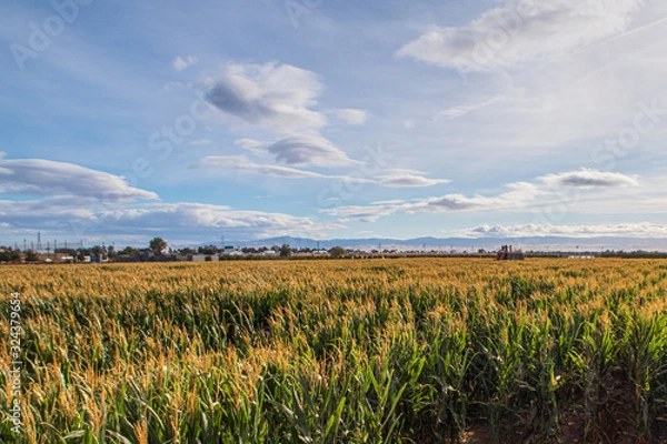 Obraz cornfields and blue sky