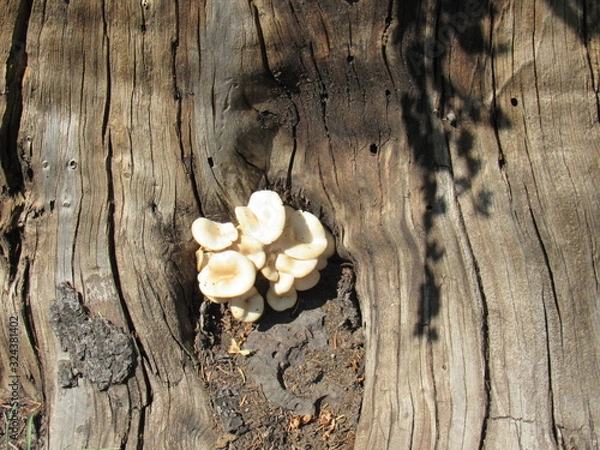 Obraz tree mushrooms