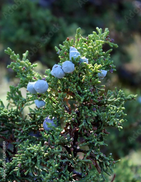 Obraz Juniper Berries