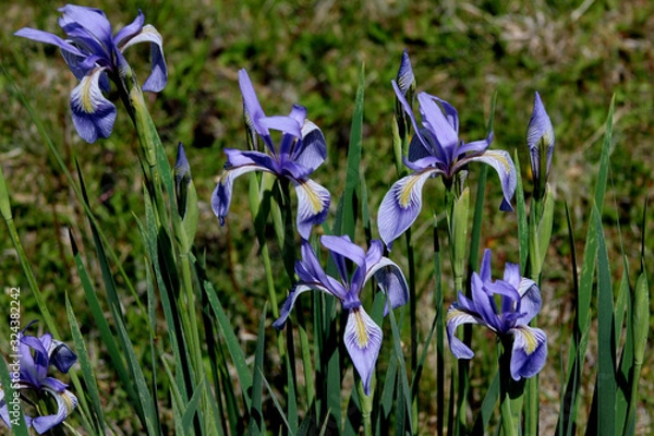 Obraz Springtime wild iris