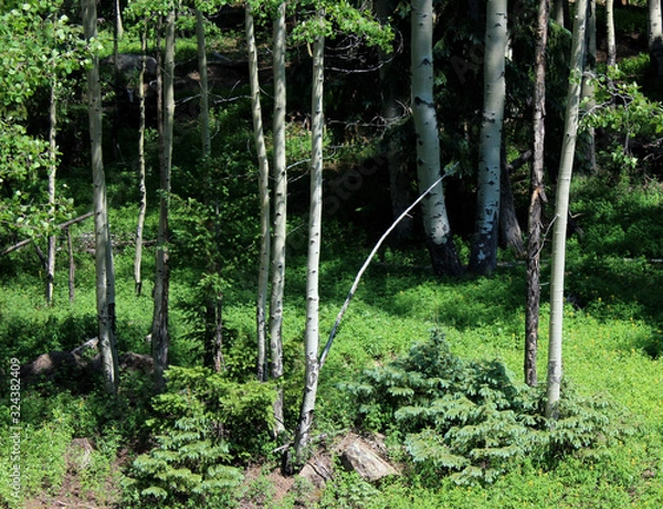 Obraz fern under trees