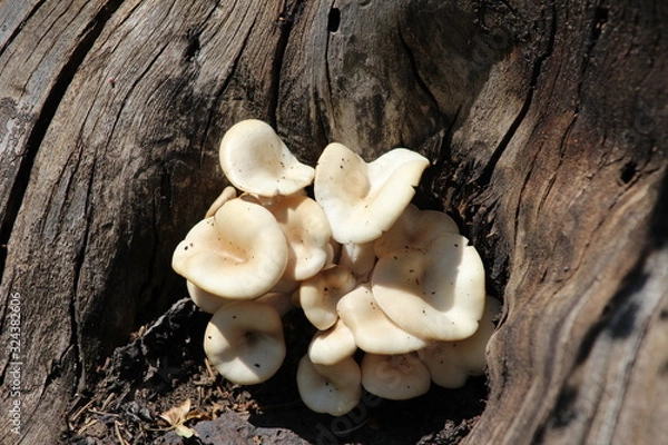 Obraz mushrooms on tree