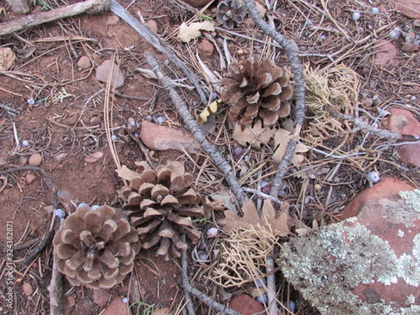 Obraz pine cone collection
