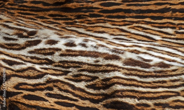 Obraz tiger fur background texture