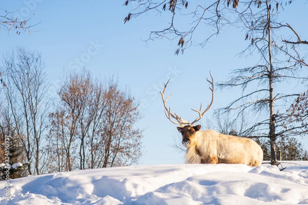 Obraz Boreal woodland caribou in the snow