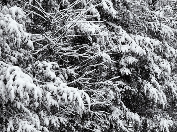 Fototapeta close view of pine tree branches covered with snow in winter