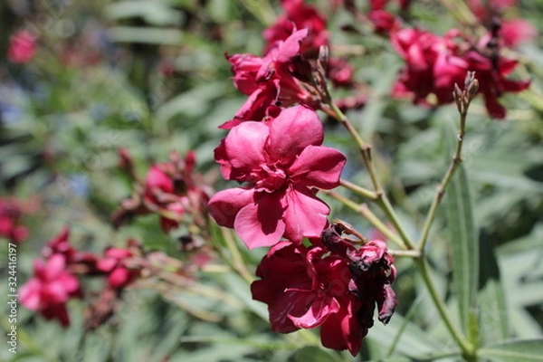 Fototapeta flor rosa