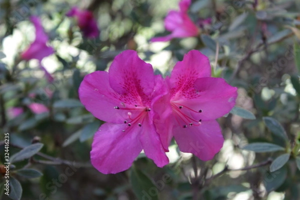 Fototapeta flor rosa 