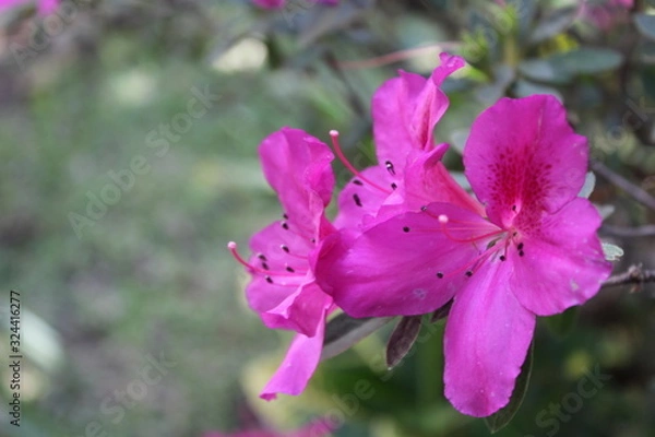 Fototapeta flor rosa