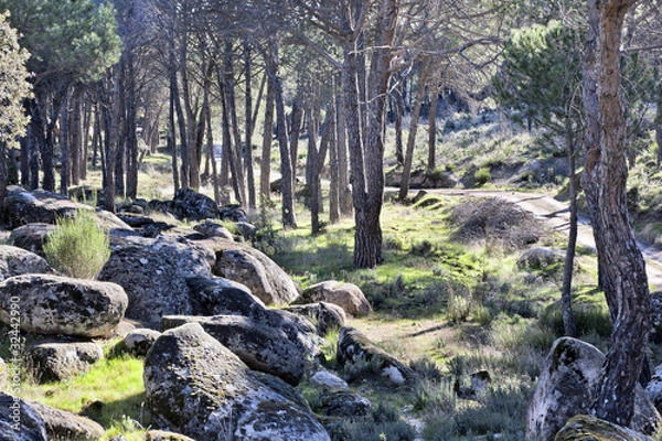 Fototapeta Pinar del Concejo