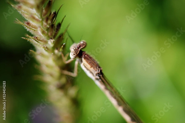 Obraz バーベナに止まるオツネントンボ