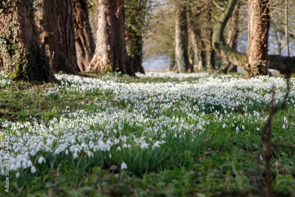 Fototapeta Snowdrops