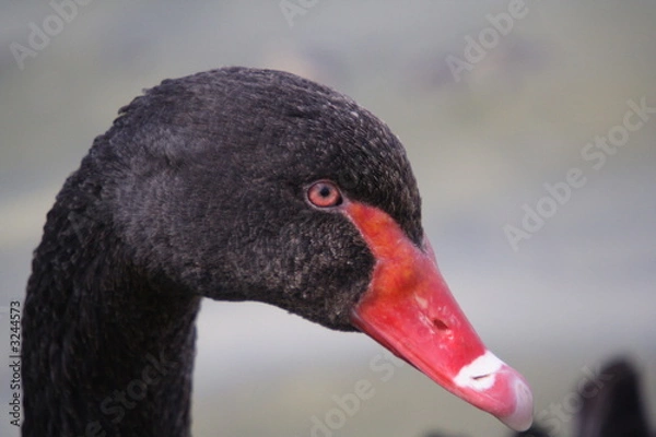 Fototapeta black swan