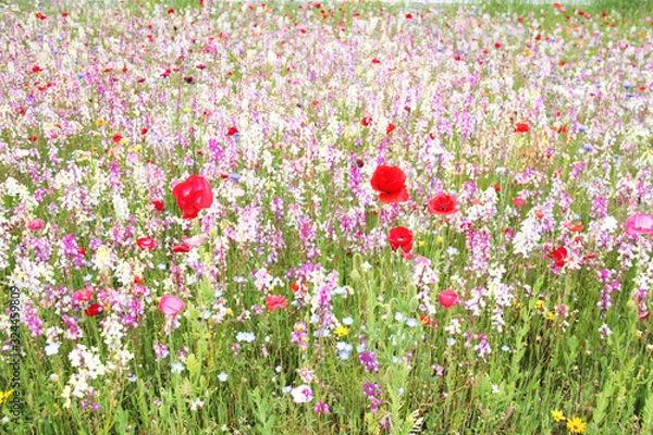 Obraz カラフル色とりどりの一面花畑