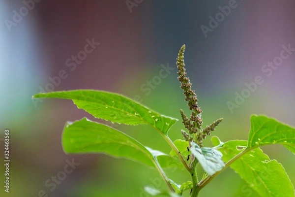 Fototapeta green wild plants