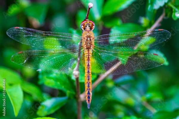 Fototapeta dragonfly on leaf