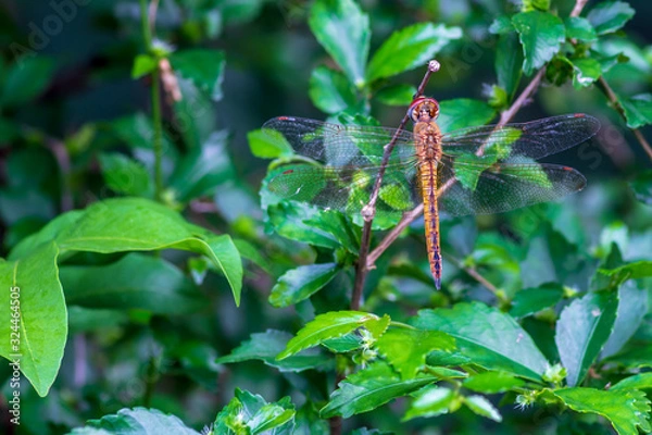 Fototapeta dragonfly on leaf