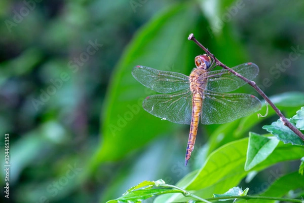 Fototapeta dragonfly on leaf