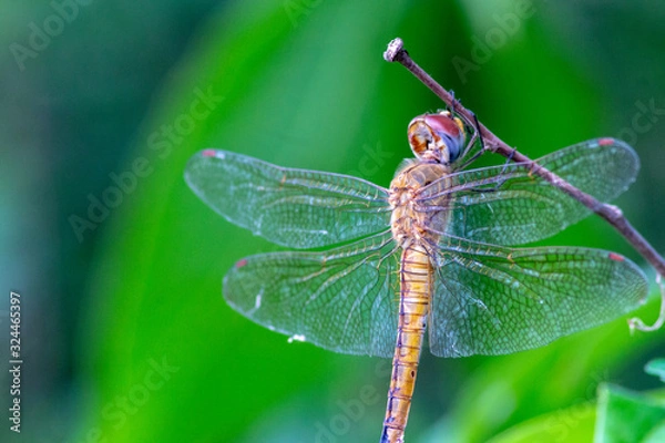 Fototapeta dragonfly on leaf