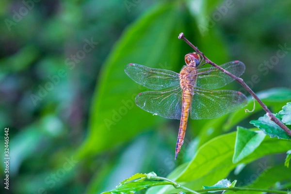 Fototapeta dragonfly on leaf