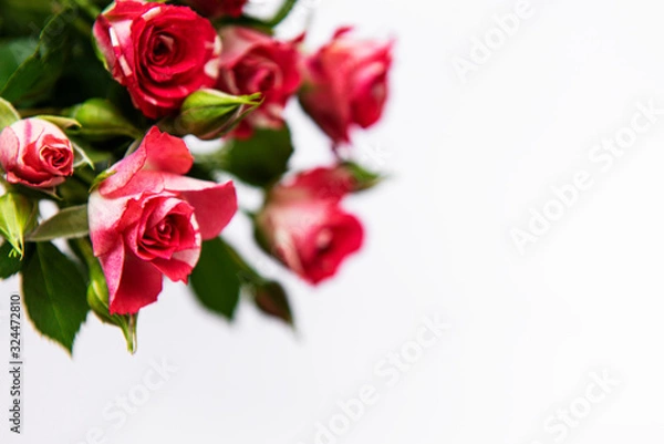 Fototapeta Red roses on white