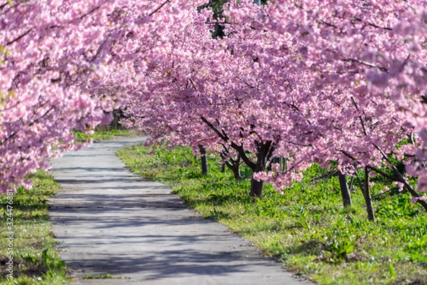 Obraz 麻機遊水地の蓮畑の河津桜の小道