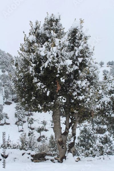 Obraz snow covered trees