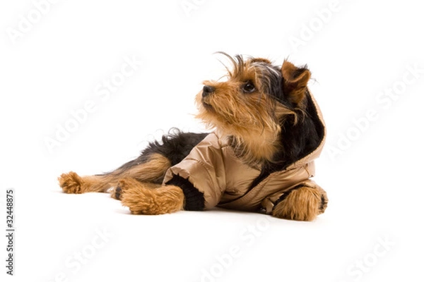 Obraz Yorkshire Terrier