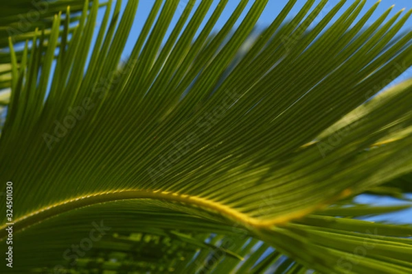 Fototapeta トロピカルな葉