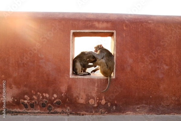 Fototapeta Two monkeys are playing in the window in Jaipur.