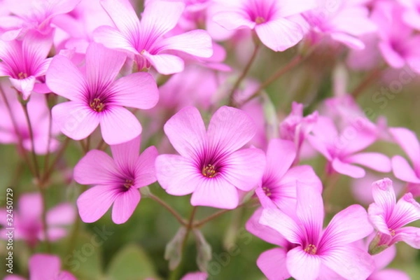 Fototapeta ムラサキカタバミの花