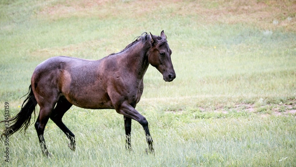 Obraz Prancing in the Rain