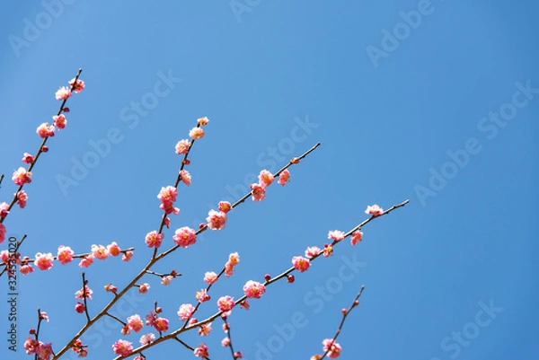 Fototapeta 青空と梅の花