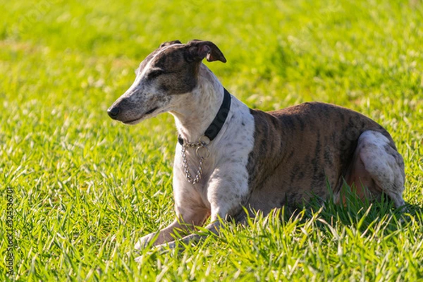 Fototapeta dog resting in a field of fresh grass