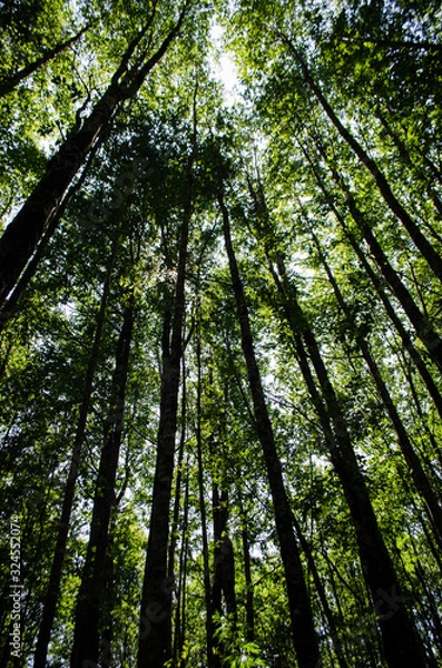 Obraz trees in the forest