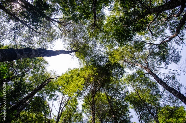 Obraz trees and blue sky