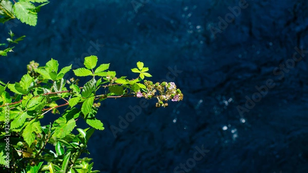 Obraz Flowers on the river