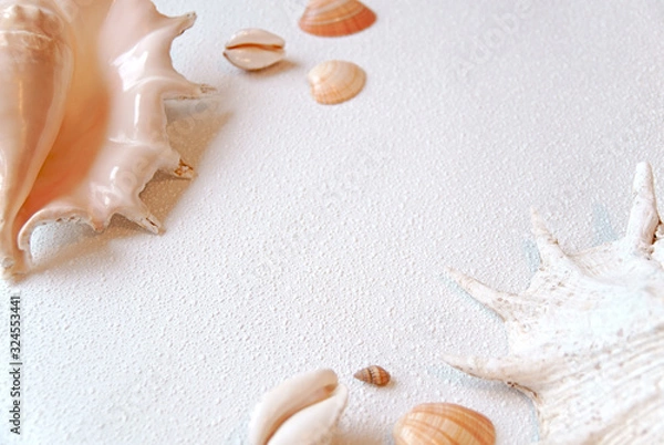 Fototapeta Different types of sea shells on a light background